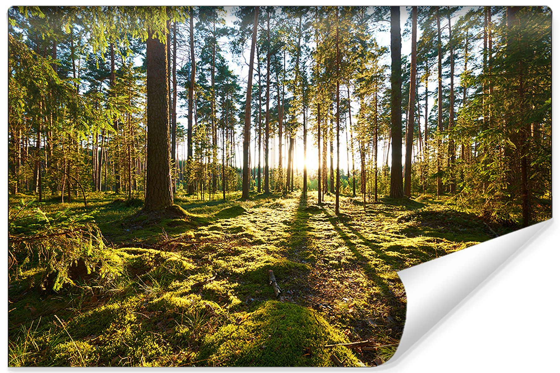 Muralo Selbstklebende Fototapeten Xxl Wald Sonnenuntergang Kaufen