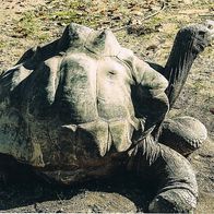 Galapagos Riesenschildkröte - Schmuckblatt 1.2