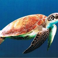 Wasserschildkröte - Schmuckblatt 3.1