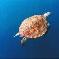Wasserschildkröte - Schmuckblatt 5.1