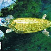 Wasserschildkröte - Schmuckblatt 6.1