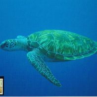 Wasserschildkröte - Schmuckblatt 7.1