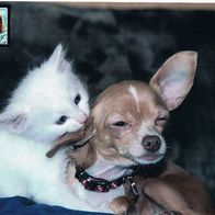 Katze und Hund - Schmuckblatt 3.1