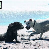 Hunde vs. Seehund - Schmuckblatt 1.1