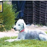 Bedlington Terrier - Schmuckblatt 1.1