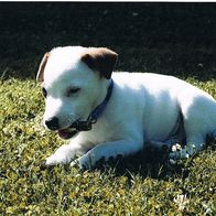 Jack Russell Terrier - Schmuckblatt 1.1