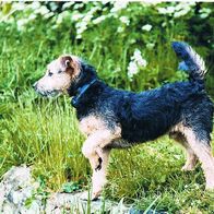 Lakeland Terrier - Schmuckblatt 1.1