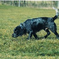 Deutscher Wachtelhund - Schmuckblatt 1.1