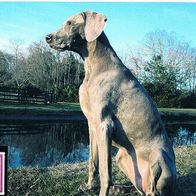 Weimaraner - Schmuckblatt 2.1