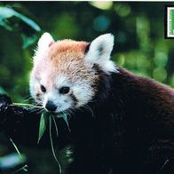 Kleiner Panda Bär - Schmuckblatt 2.1