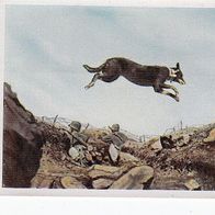 Der Weltkrieg 1914 - 1918 Meldehund Bild Nr 172
