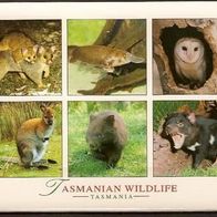 Tasmanischer Teufel, Eule ... Tiere Tasmanien Australien