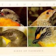 Postkarte neuwertig Vögel auf Tasmanien Australien