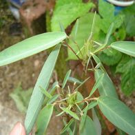 10 Samen der Codariocalyx motorius-Desmodium gyrans Tanzen Pflanze,G