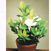 Gardenie - Gardenia jasminoides (Pfl-K) - Infokarte über