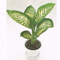 Dieffenbachie - Dieffenbachia maculata (Pfl-K) - Infokarte über