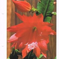 Blattkaktus - Epiphyllum (Pfl-K) - Infokarte über