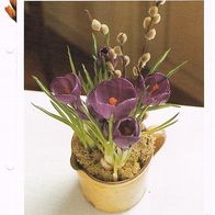 Chilekrokus/ Krokus - Tecophilaea cyanocrocus/ Crocus (Pfl-K) - Infokarte über