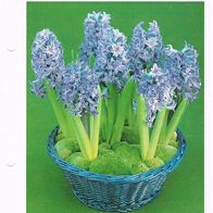 Hyazinthe - Hyacinthus orientalis (Pfl-K) - Infokarte über