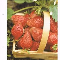 Erdbeere - Fragaria (Pfl-K) - Infokarte über
