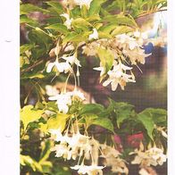 Storaxbaum - Styrax japonica (Pfl-K) - Infokarte über