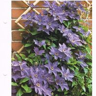 Waldrebe - Clematis (Pfl-K) - Infokarte über