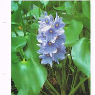 Wasserhyazinthe - Eichhornia (Pfl-K) - Infokarte über