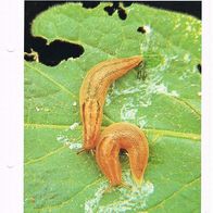 Würmer, Schnecken, Älchen (Pfl-K) - Infokarte über
