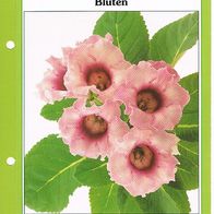 Violette und rosafarbene Blüten (Deko-K) - Infokarte über