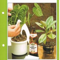 Topfpflanzenpflege (Pfl-K) - Infokarte über