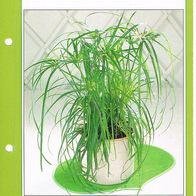 Pflegeleichte Pflanzen (Pfl-K) - Infokarte über