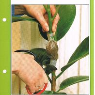 Abmoosen (Pfl-K) - Infokarte über