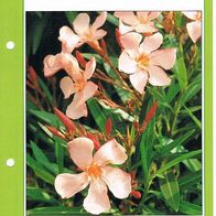 Duftende Blüten (Pfl-K) - Infokarte über