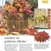 Laublese im goldenen Oktober (Deko-K) - Infokarte über