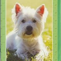 West Highland White Terrier - Karte mit Umschlag