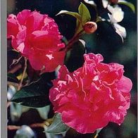 China 1994 - Hibiskus aus Yunnan - AK 23 Ansichtskarte Postkarte