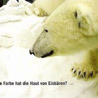 AK Klimaschutz: Welche Farbe hat die Haut von Eisbären?