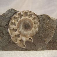 Ammonit 95g - Oberer Hanenstein
