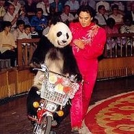 China 1994 - Shanghai Panda of Shanghai Circus, AK 579 Ansichtskarte Postkarte