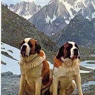 Schweiz 1975 - Cani del San Bernardo, AK 88 Ansichtskarte Postkarte