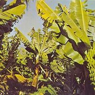 Portugal 1979 - Madeira - Banana tree, AK 80 Ansichtskarte Postkarte