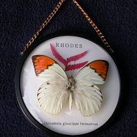 Schmetterling Hebomoia glaucippe formosana, in Gehäuse