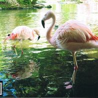Flamingo - Schmuckblatt 3.1