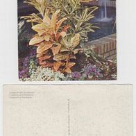 147 Ansichtskarte / Postkarte Blumen; Codiacum und Saintpaulien