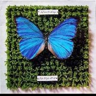 Schmetterlinge - Die letzte Welt 2LP 1982