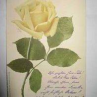 AK Weisse Rose ca 1900