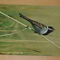 Vogel Postkarte : Rohrammermännchen