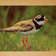 Vogel Postkarte : Sandregenpfeifer