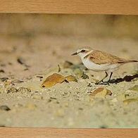 Vogel Postkarte : Seeregenpfeifer