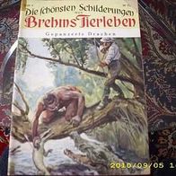 Die schönsten Schilderungen aus Brehms Tierleben Nr. 6